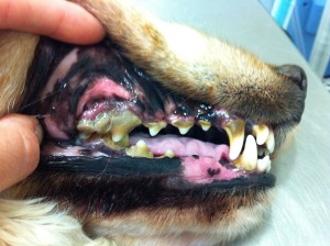 Baix Penedes dientes perro